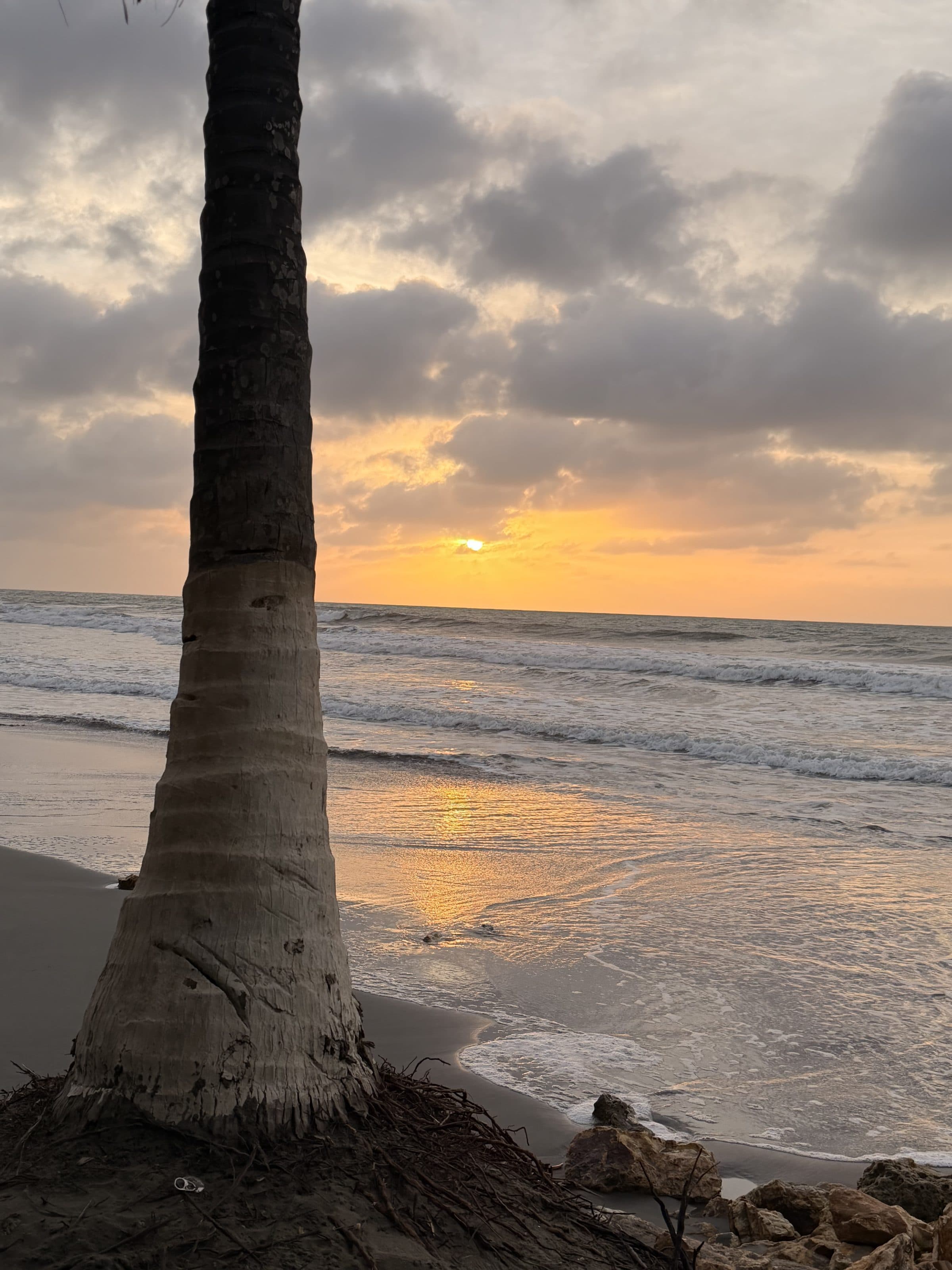 Palmera sobre la playa al atardecer, Los Tambos del Caribe